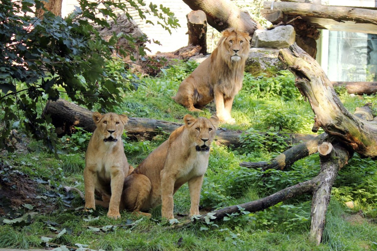 Löwen_Zoo Duisburg_Presse.jpg