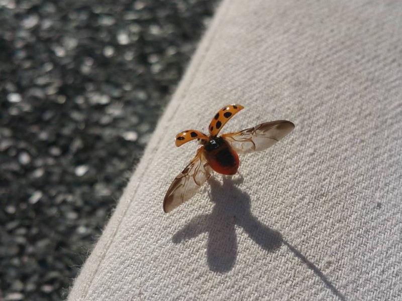 Bereit zum Abflug ist dieser Marienkäfer, fotografiert von Claudia Maria Drosdek.