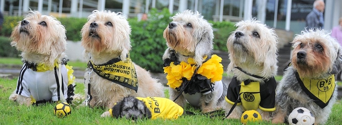 Messe Hund Tier Dortmund.jpg