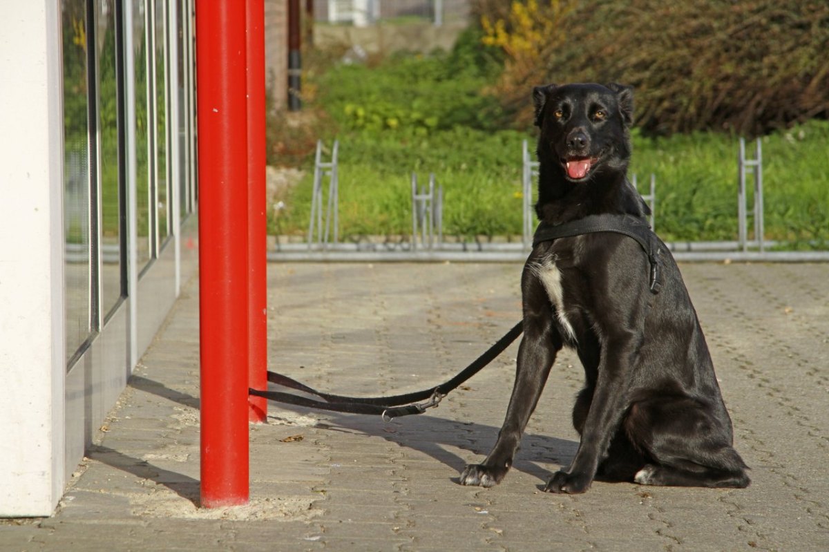 Netto und Co.: Vorsicht Hundehalter! Hier werden immer wieder Vierbeiner gestohlen