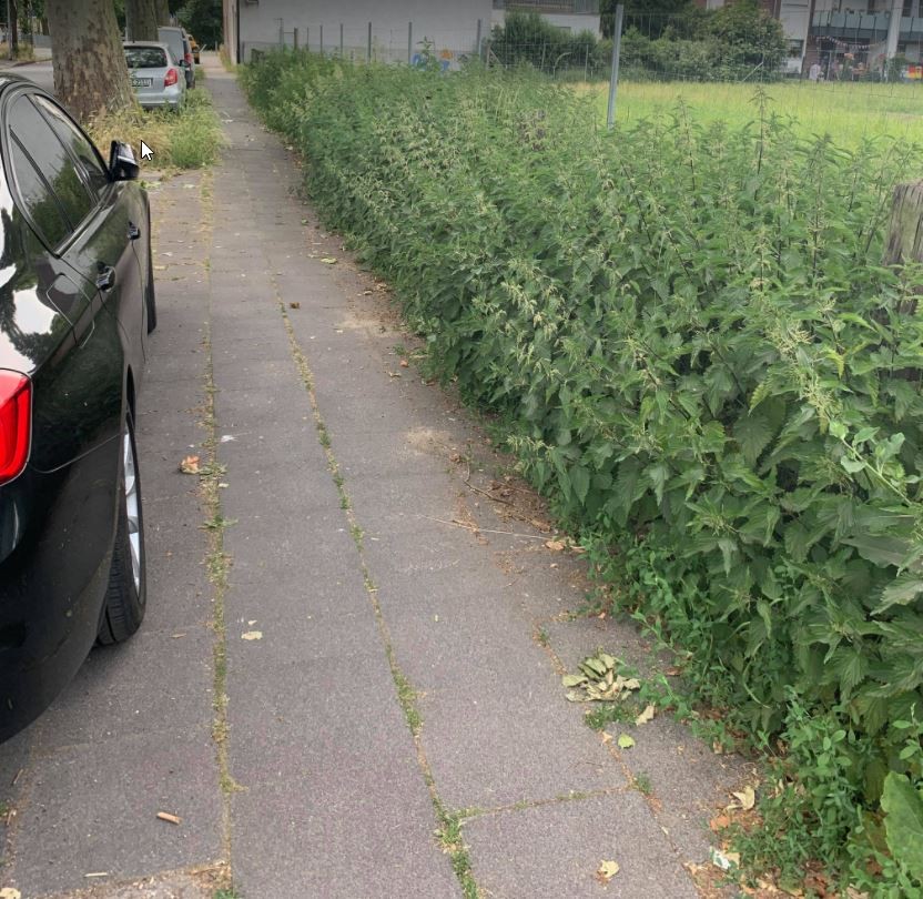 Oberhausen: Die Brennesseln sind ganz schön hoch, wie man am Auto erkennen kann. 