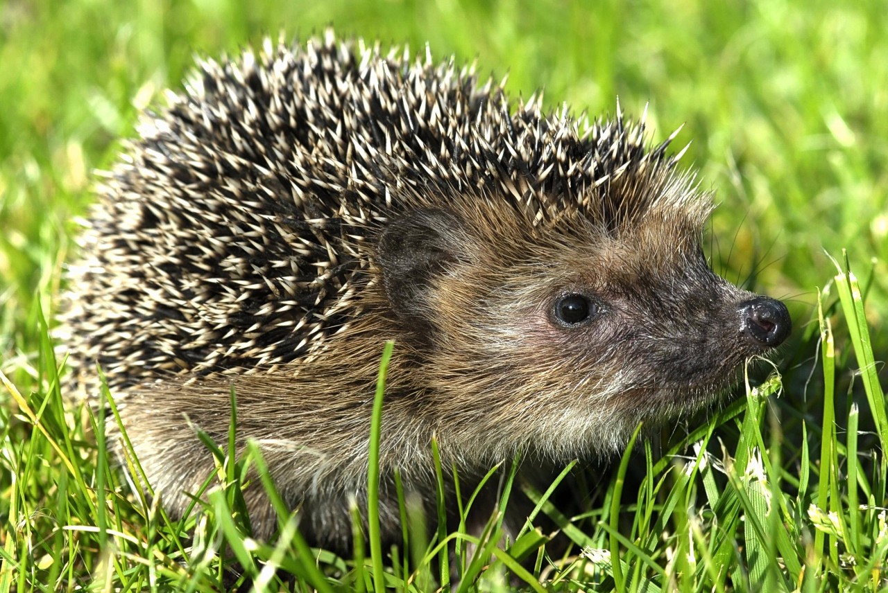 Oberhausen: Der Tierschutzverein hat dramatische Bilder von einem Igelbaby veröffentlicht. (Symbolbild)