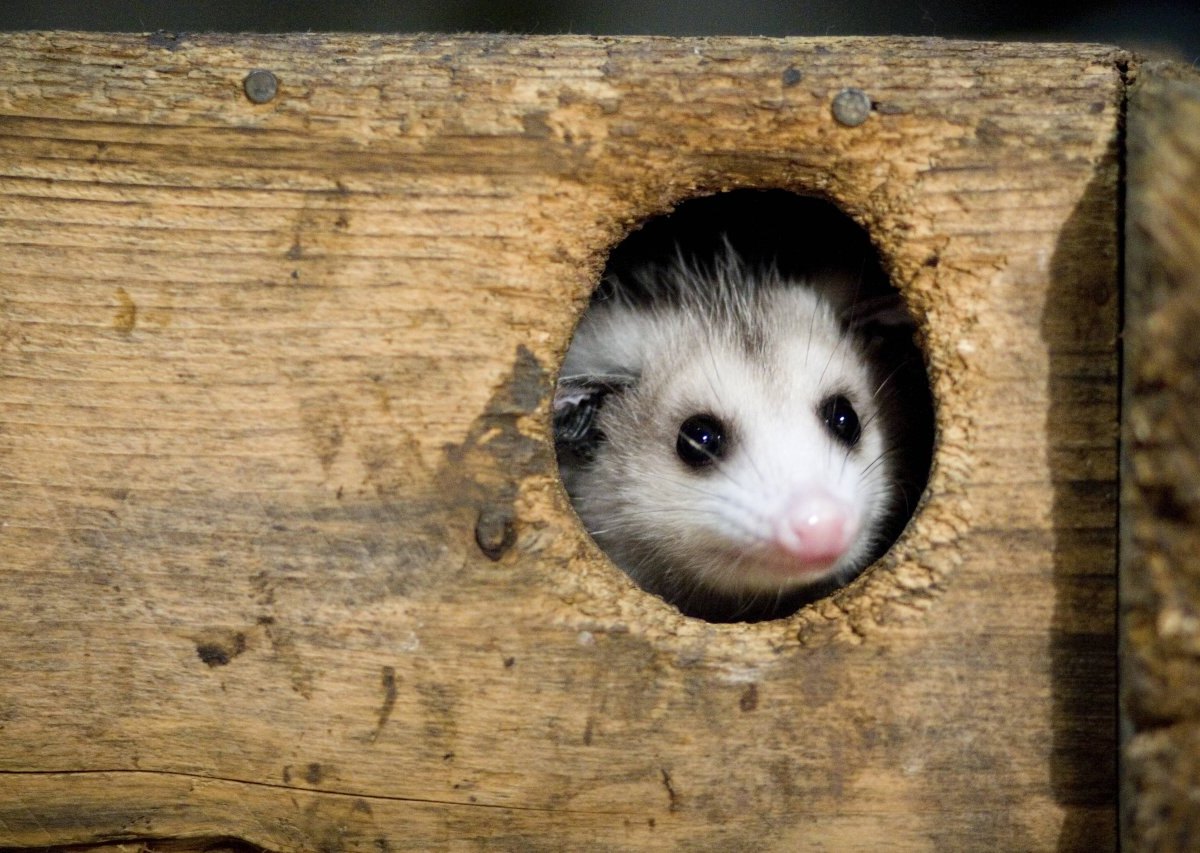 Opossum.jpg