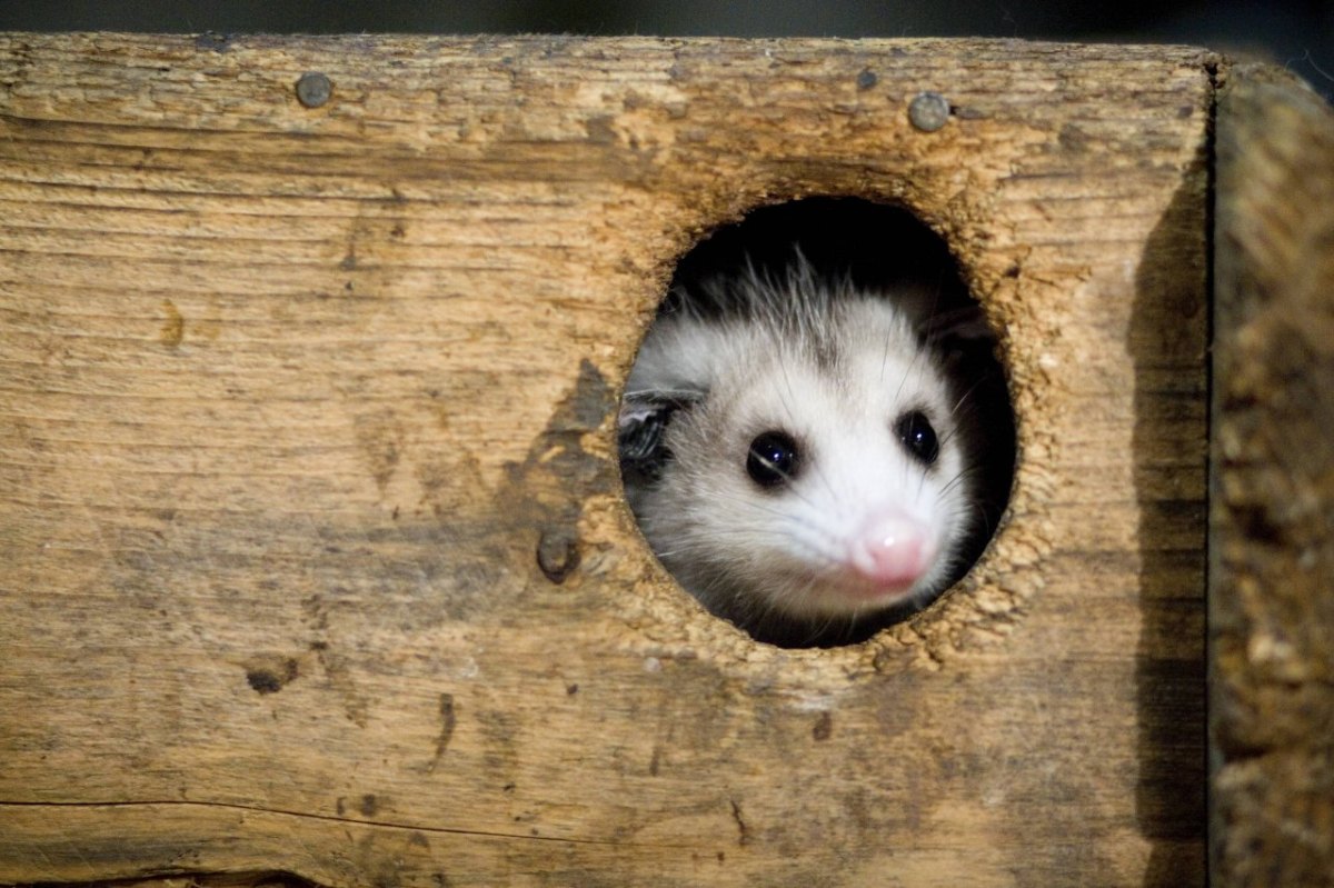 Opossum.jpg