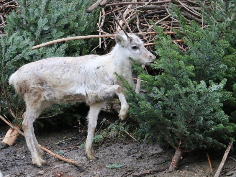 Bei den Rentieren wurden Weihnachtsbäume aufgestellt.