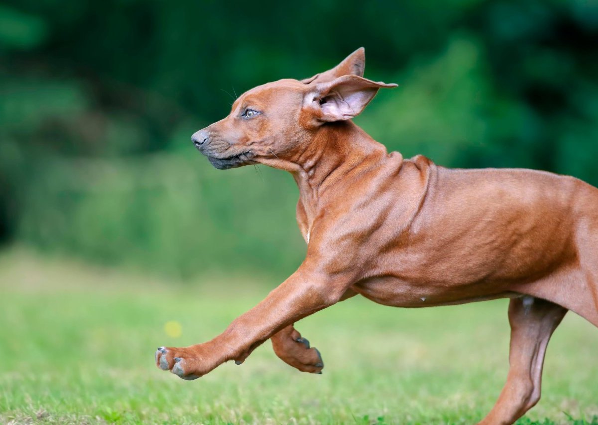 Rhodesian Ridgeback Autobahn tot feuerwerk.jpg