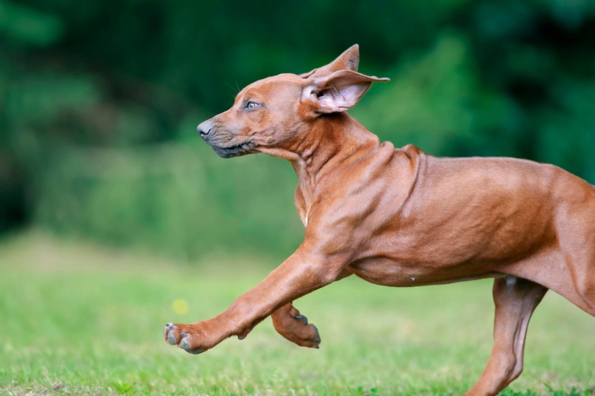 Rhodesian Ridgeback Autobahn tot feuerwerk.jpg