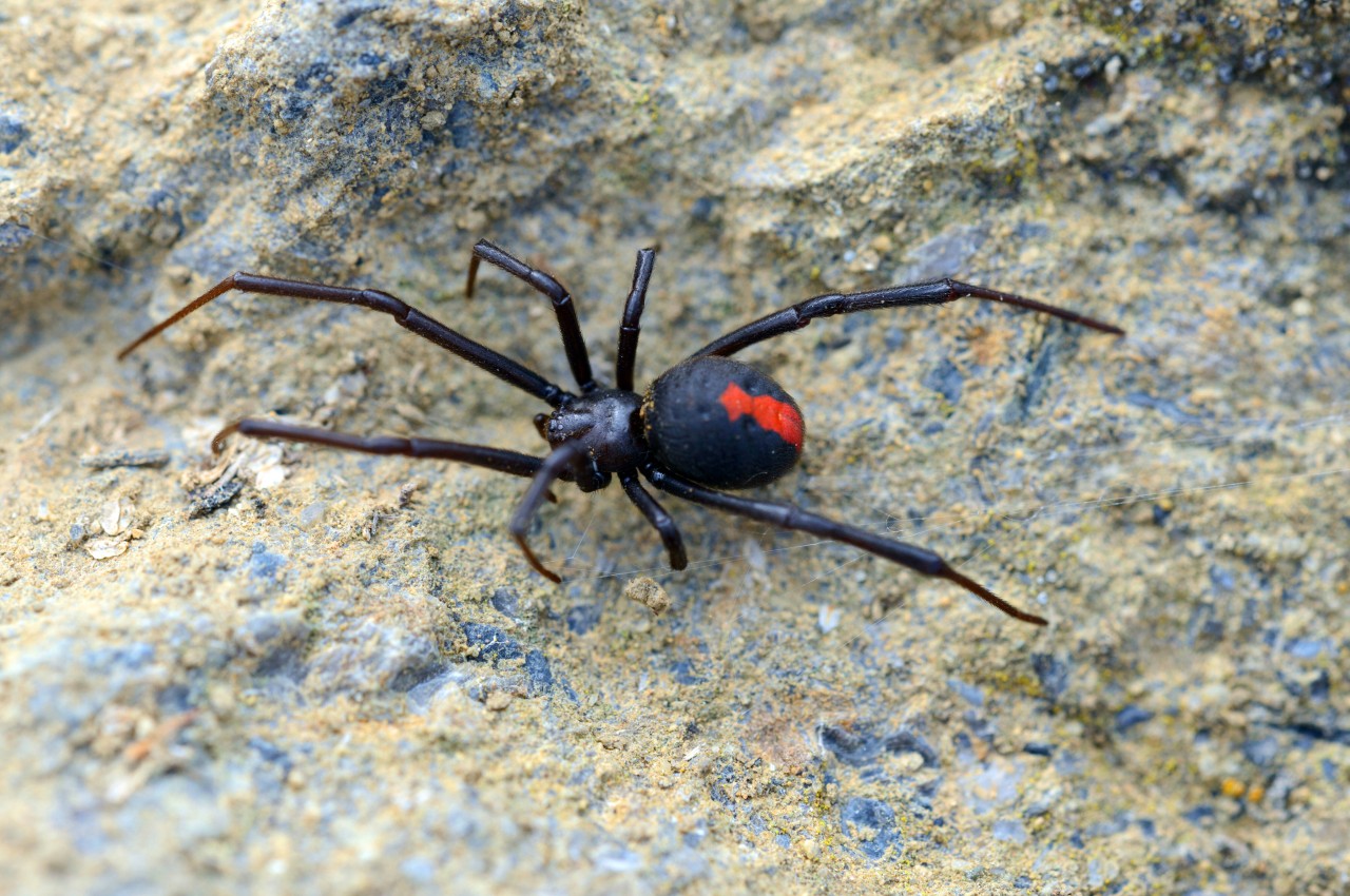 Eine Rotrückenspinne hatte in Trauben gesessen. (Symbolbild)