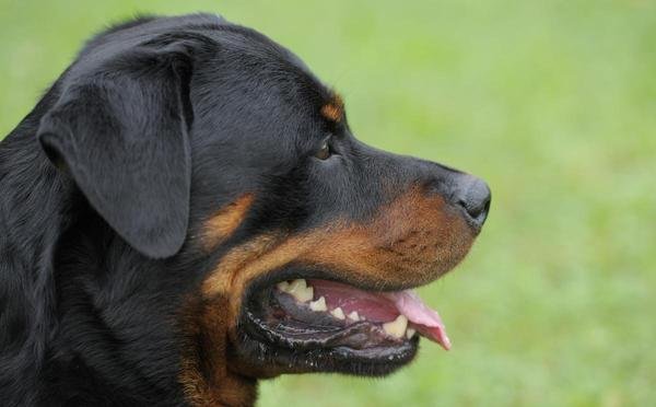 Rottweiler.jpg