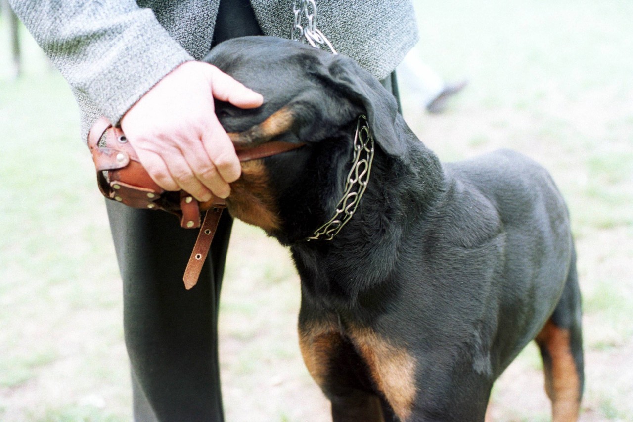 Eigentlich müsste der Rottweiler einen Maulkorb tragen, doch der würde laut Nachbarn nur lose um seinen Hals baumeln.