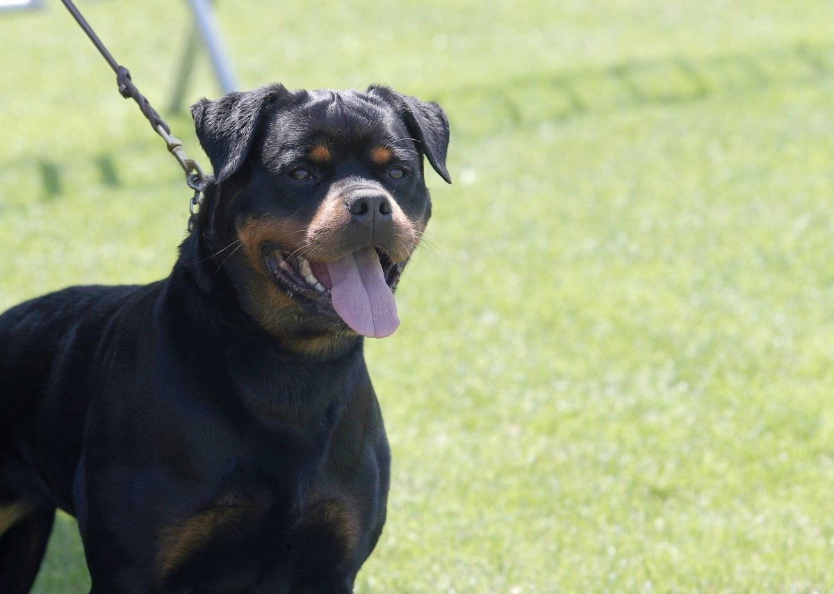 Rottweiler Symbolbild.jpg