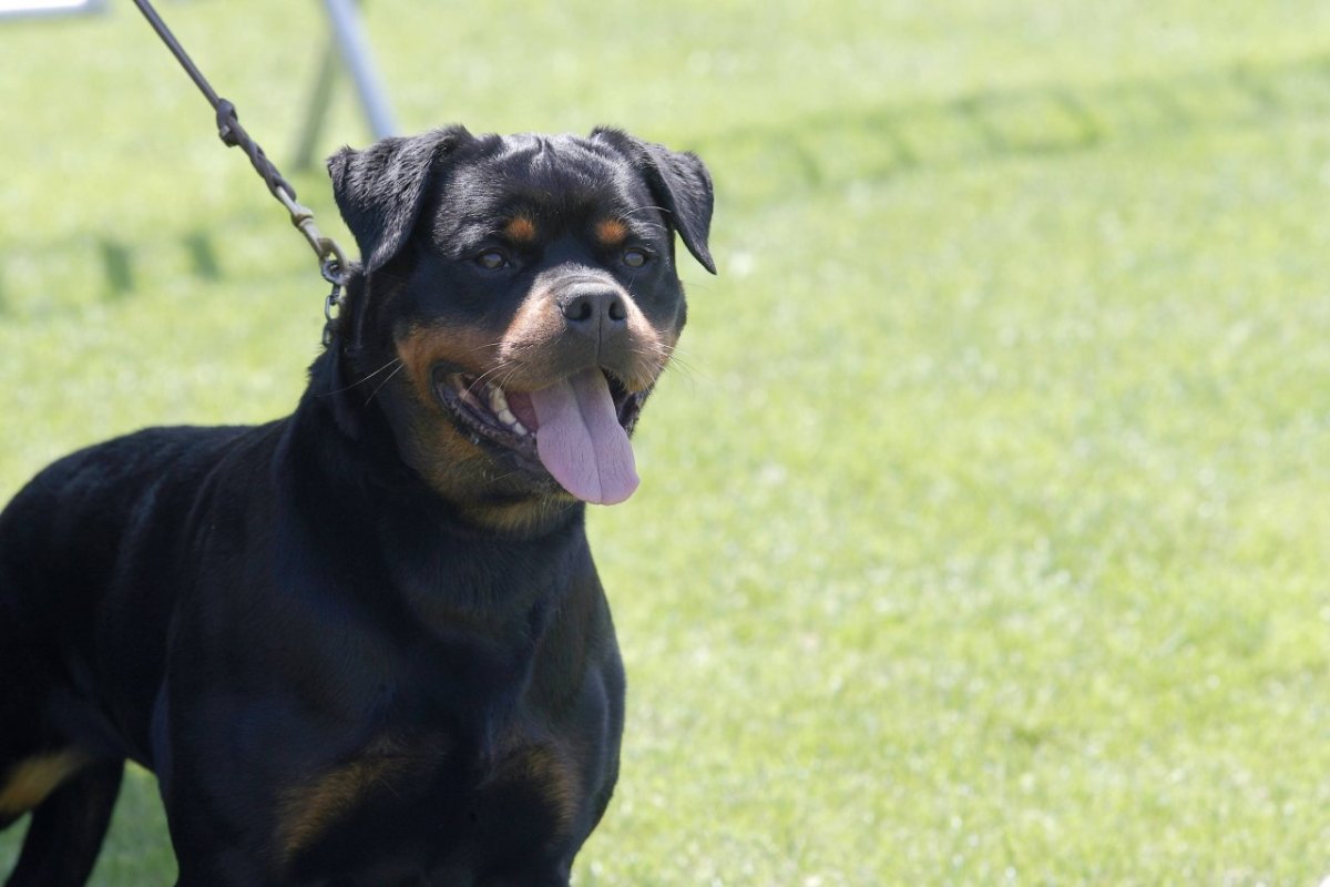 Rottweiler Symbolbild.jpg