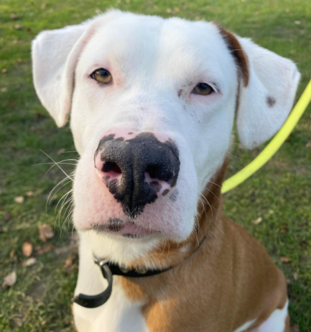 Hund Rudi sucht ein liebevolles neues Zuhause. Das Tierheim Bergheim kann nicht verstehen, warum er noch immer kein Glück hatte. 