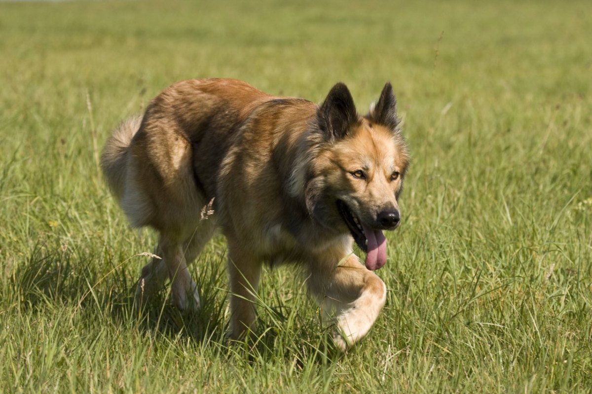 Schäferhund-Mischling-Lünen-Angriff.jpg