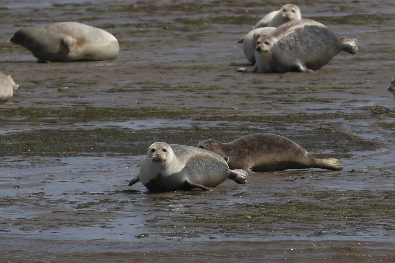 Seehunde haben zurzeit Nachwuchs in Sankt Peter-Ording. (Symbolbild)