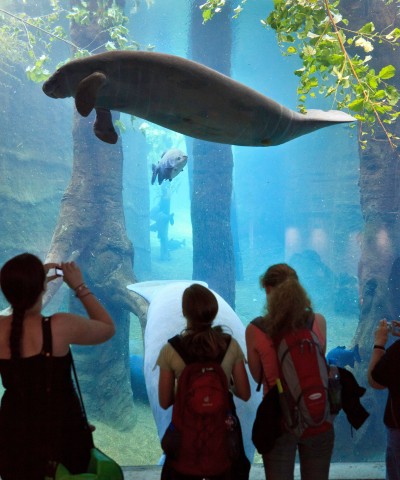 Der Zoo Duisburg bekommt Seekühe!