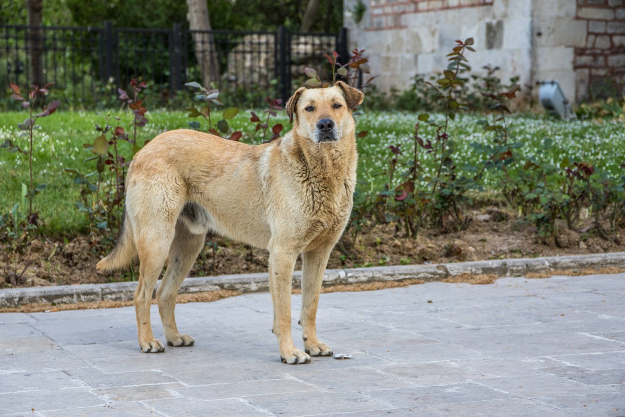 Ein Hund platzte mitten in die Rede einer Politikerin - vor laufenden Kameras. (Symbolbild)