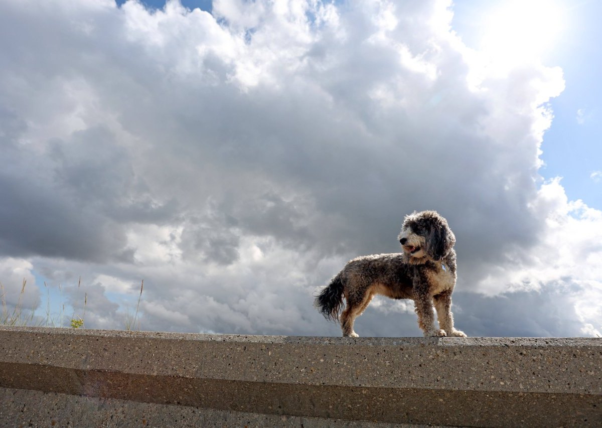 Sturm Hund.jpg