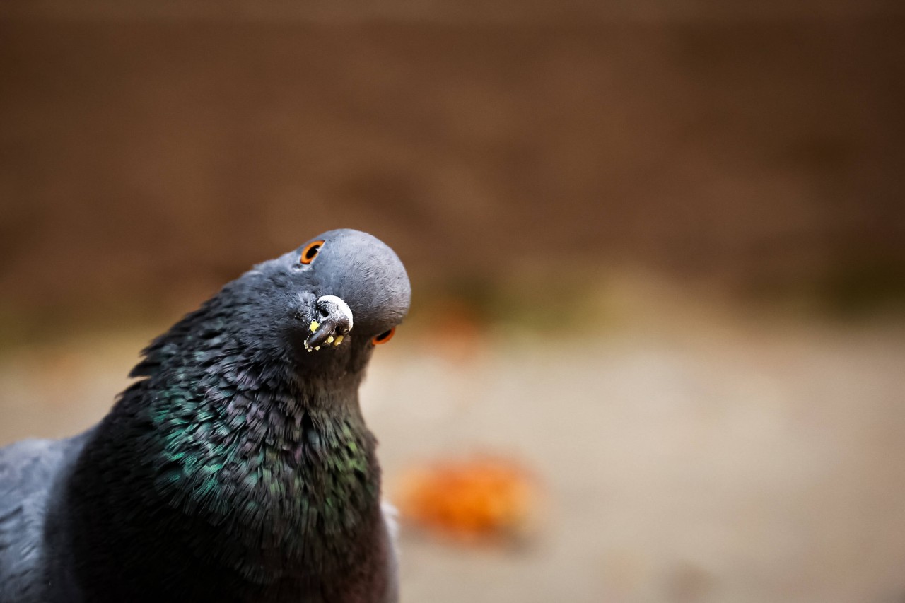 Die Stadttauben Essen setzen sich für die Tiere ein.