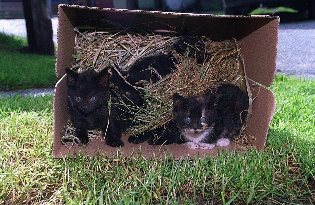 Im Tierheim Duisburg sind vor allem Kitten gefährdet. (Archivbild)