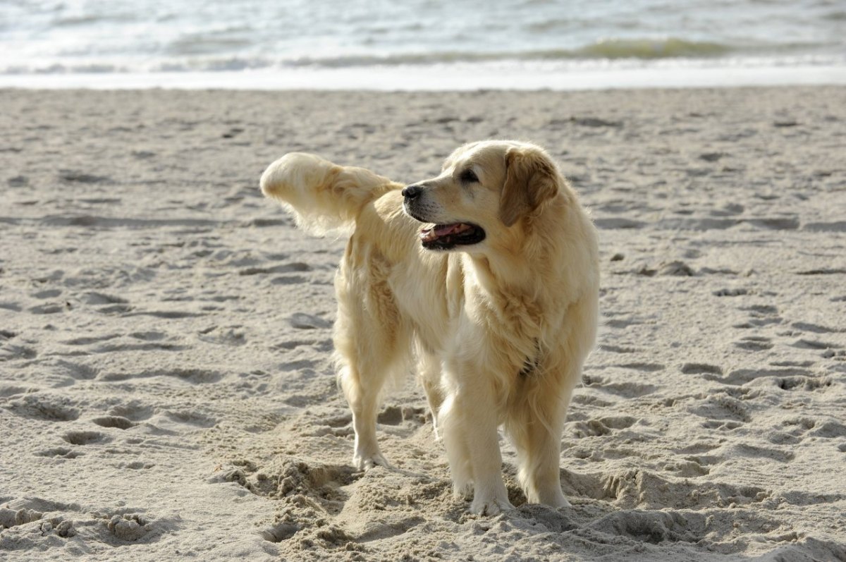 Urlaub an der Nordsee .jpg