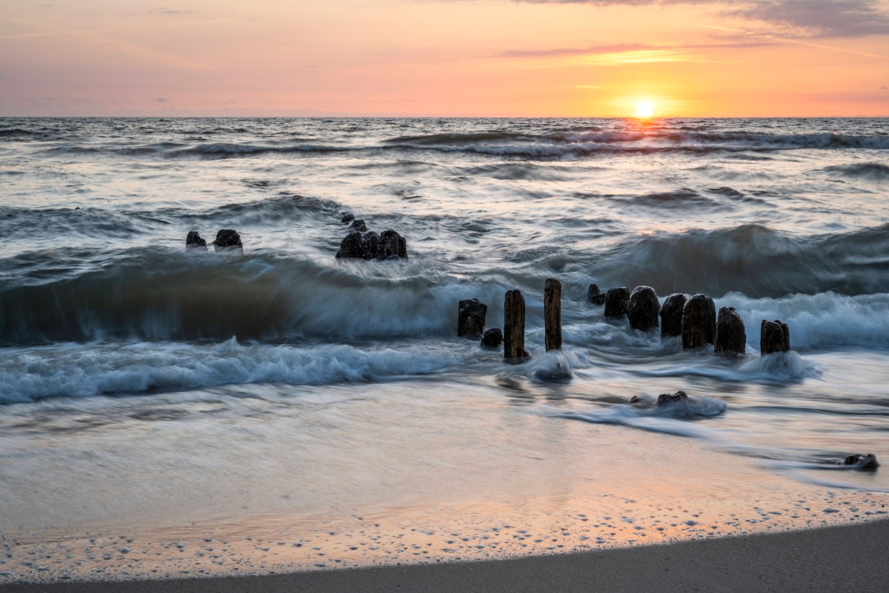 Urlaub an der Nordsee: Diese Meerestiere sind süß aber oho! (Symbolbild)