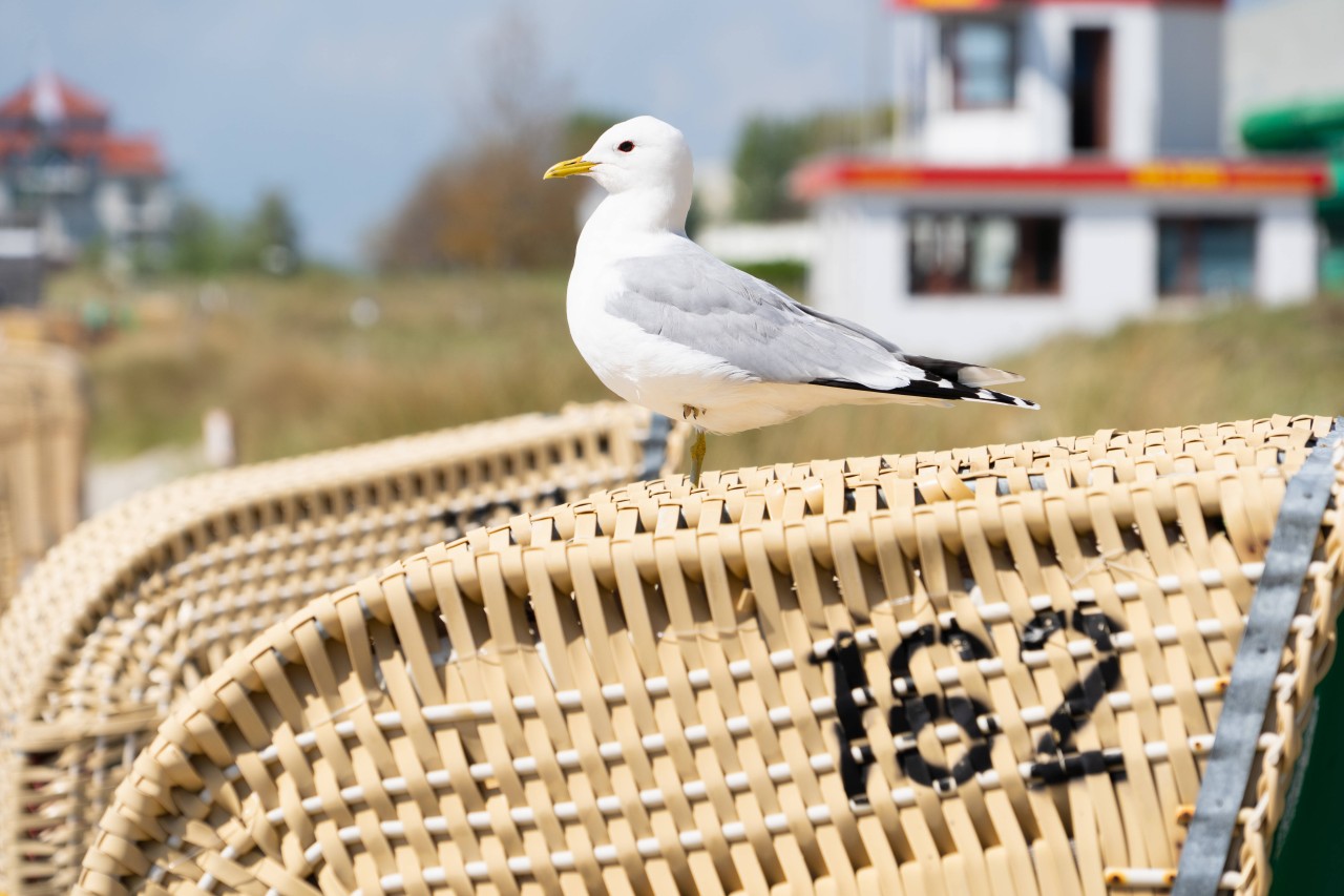 Urlaub an der Ostsee: Ruhe und Frieden? Das bekommt ein Mann auf Fehmarn nicht - und macht seinem Ärger Luft