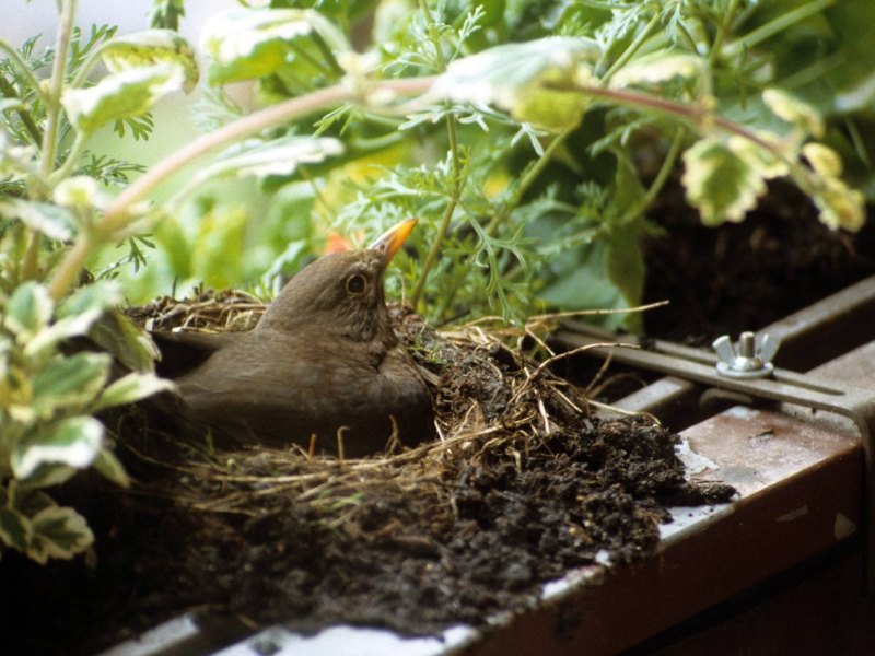 Vogel Brüten Nest