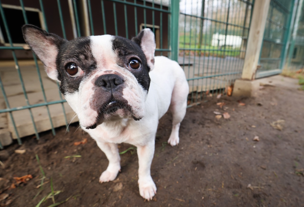 Die französische Bulldogge Ines wurde an einem Sperrmüll-Haufen angebunden. (Symbolbild)