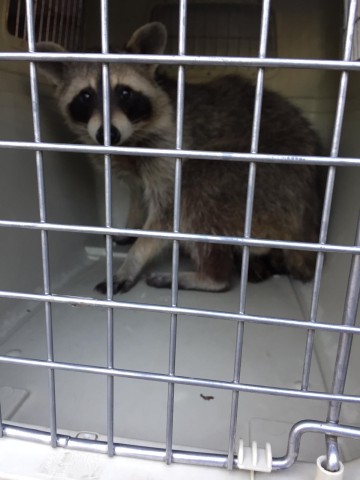 Der Waschbär wurde sicher eingefangen und in eine Tierklinik gebracht.