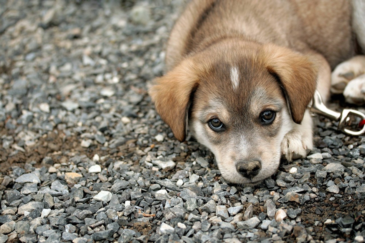 Für den vier Monate alten Hund "Clyde" kam die Rettung leider zu spät (Symbolbild).