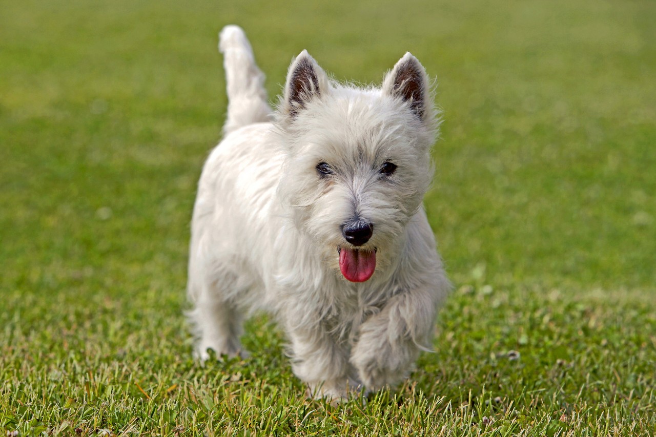 Ein Westhighland Terrier musste in Großbritannien wegen Vernachlässigung sterben. (Symbolbild)