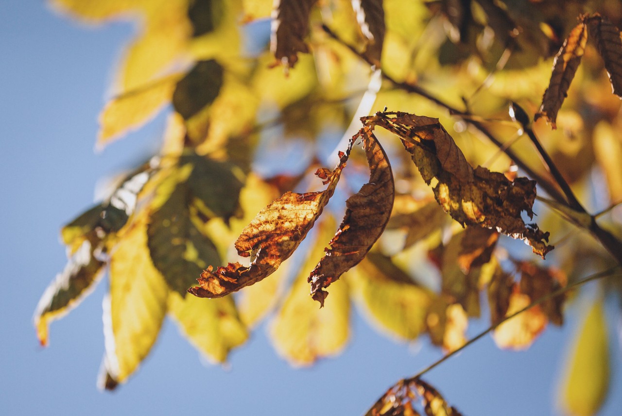 Haben wir noch etwas vom Sommer oder steht der Herbst bereits vor der Tür? (Symbolbild) 