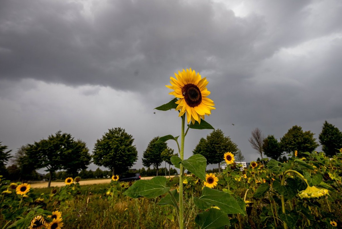 Wetter in Deutschland: Wie geht es nach dem vielen Regen weiter?