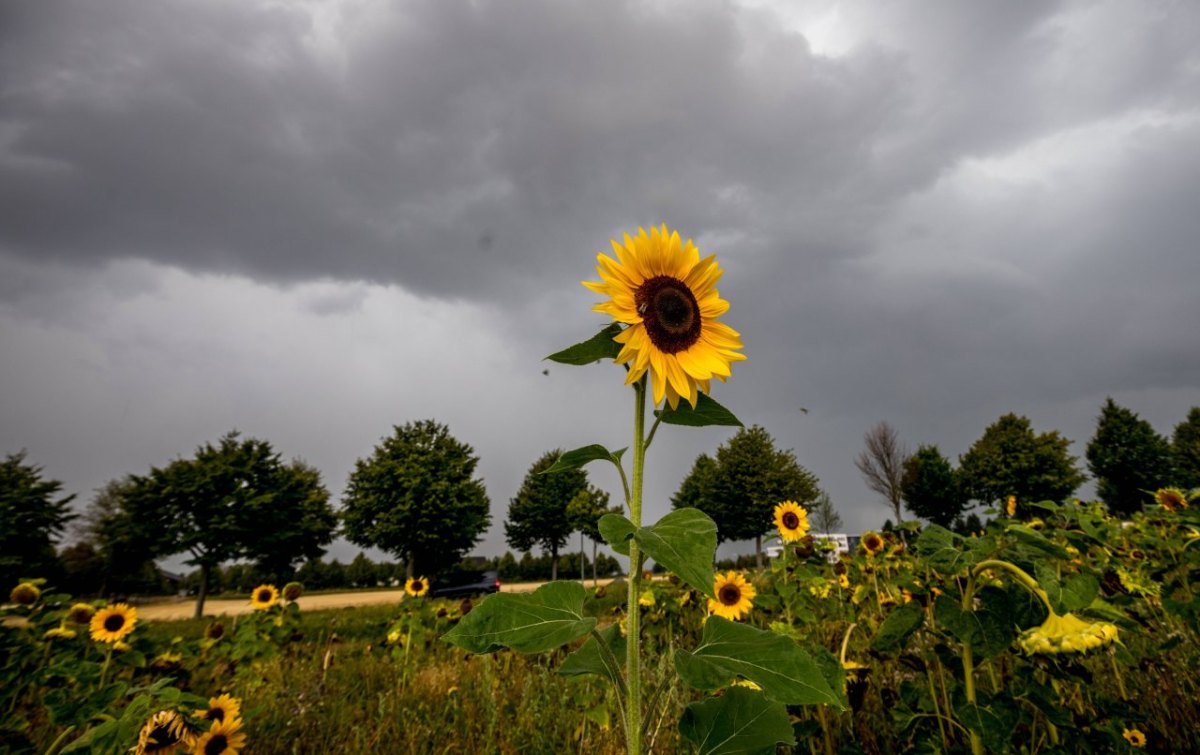 Wetter in Deutschland: Wie geht es nach dem vielen Regen weiter?