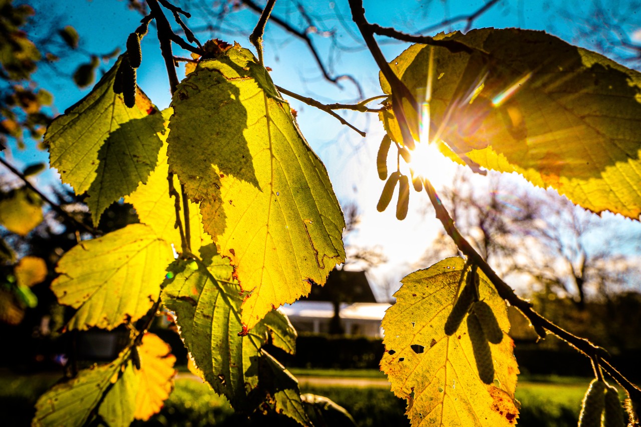 Das Wetter in NRW bringt eine Menge Sonnenschein, aber auch Frost mit sich (Symbolbild).