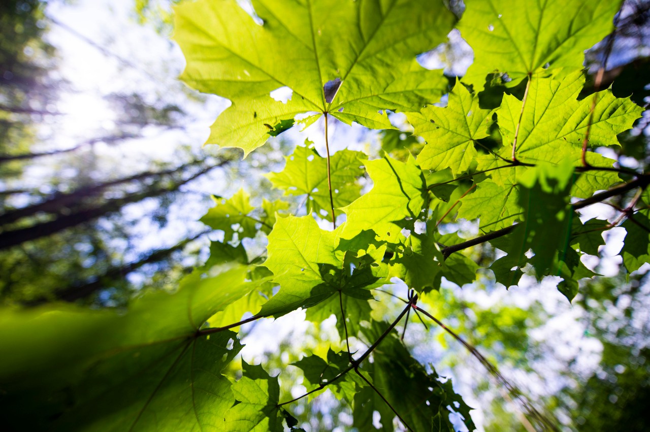 Das frühlingshafte Wetter in NRW bekommt einen kleinen Dämpfer.