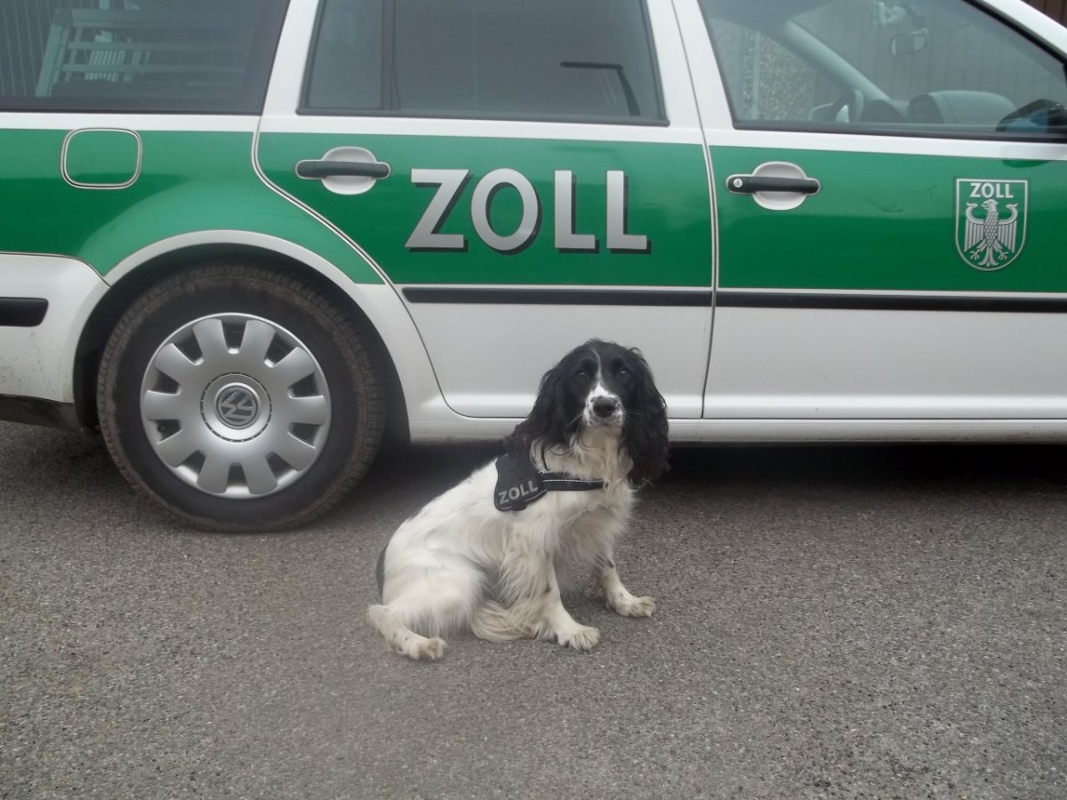 Zoll-Duisburg-Socke