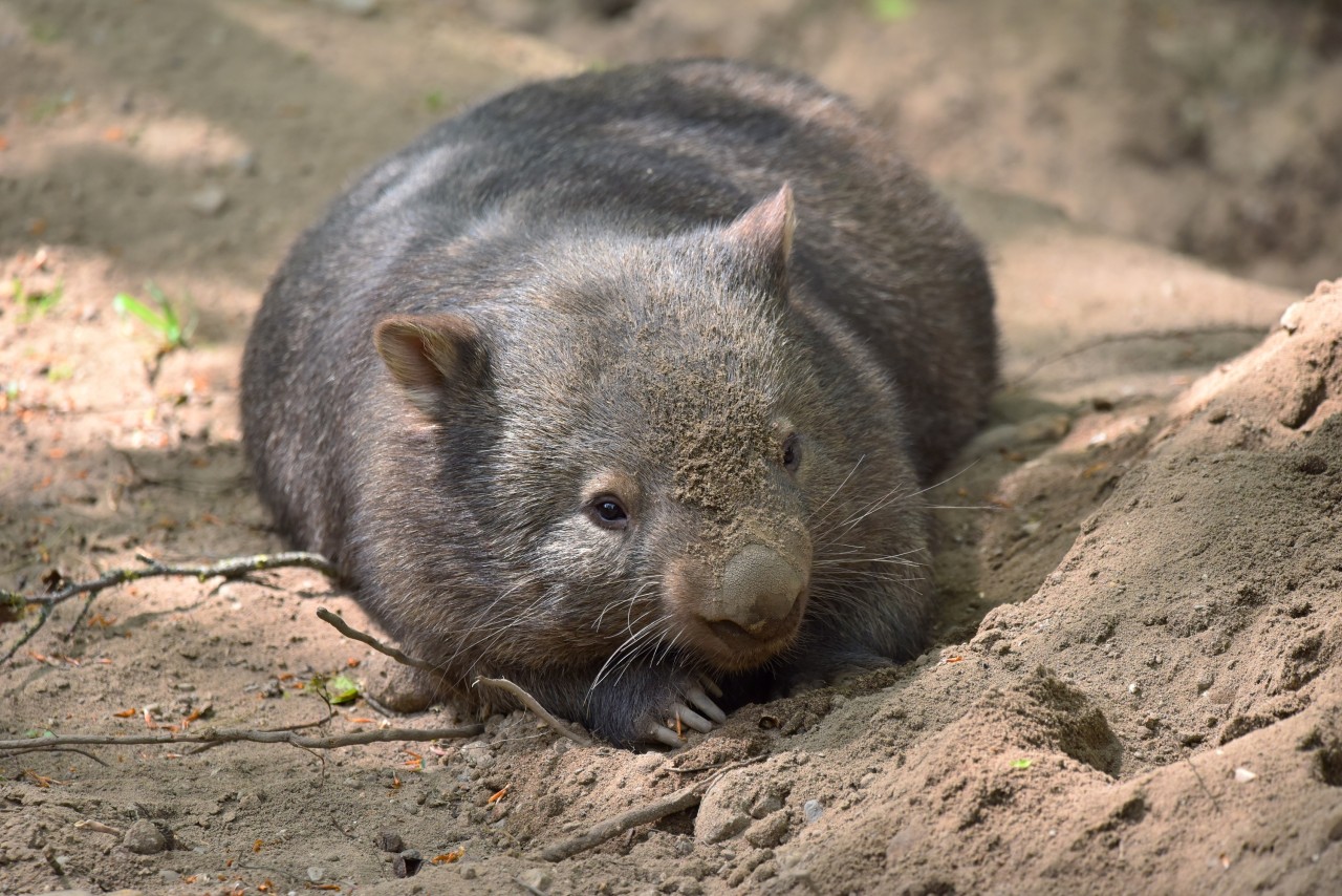 Zoo Duisburg macht große Ankündigung!