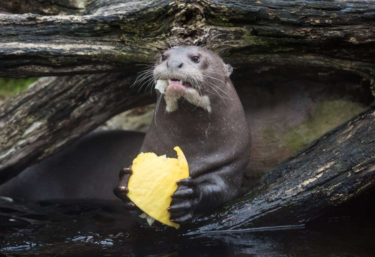 Zoo_Duisburg.jpg