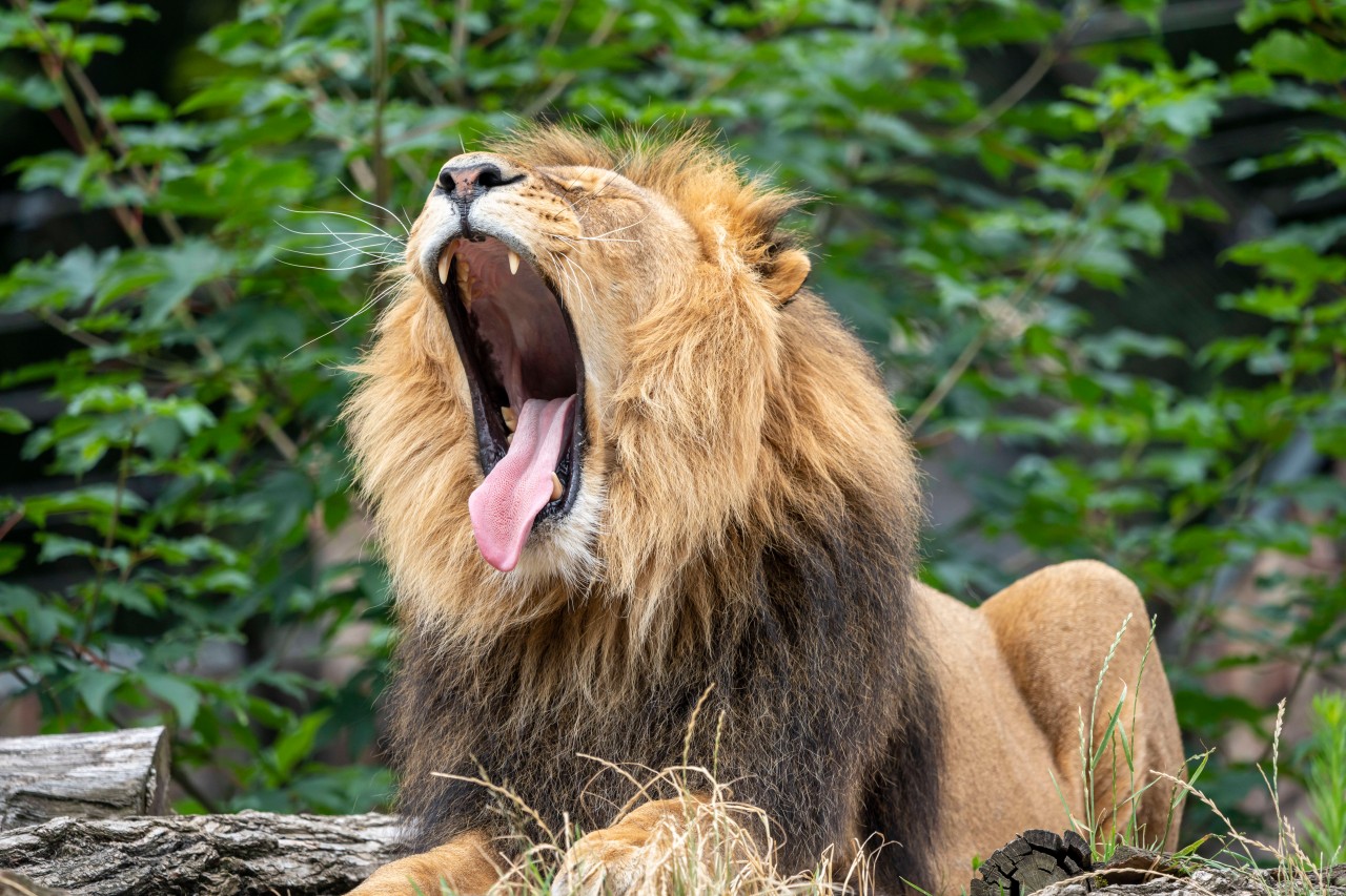 Besucher aufgepasst! Ab Montag gibt es Änderungen bei den Eintrittsmodalitäten im Zoo Duisburg. (Symbolbild) 