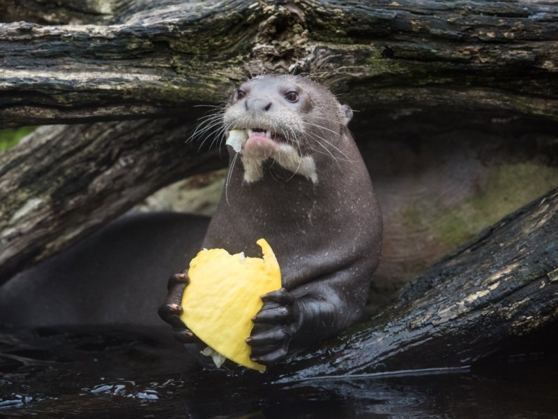 Zoo Duisburg.jpg
