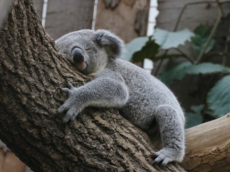Zoo Duisburg.jpg
