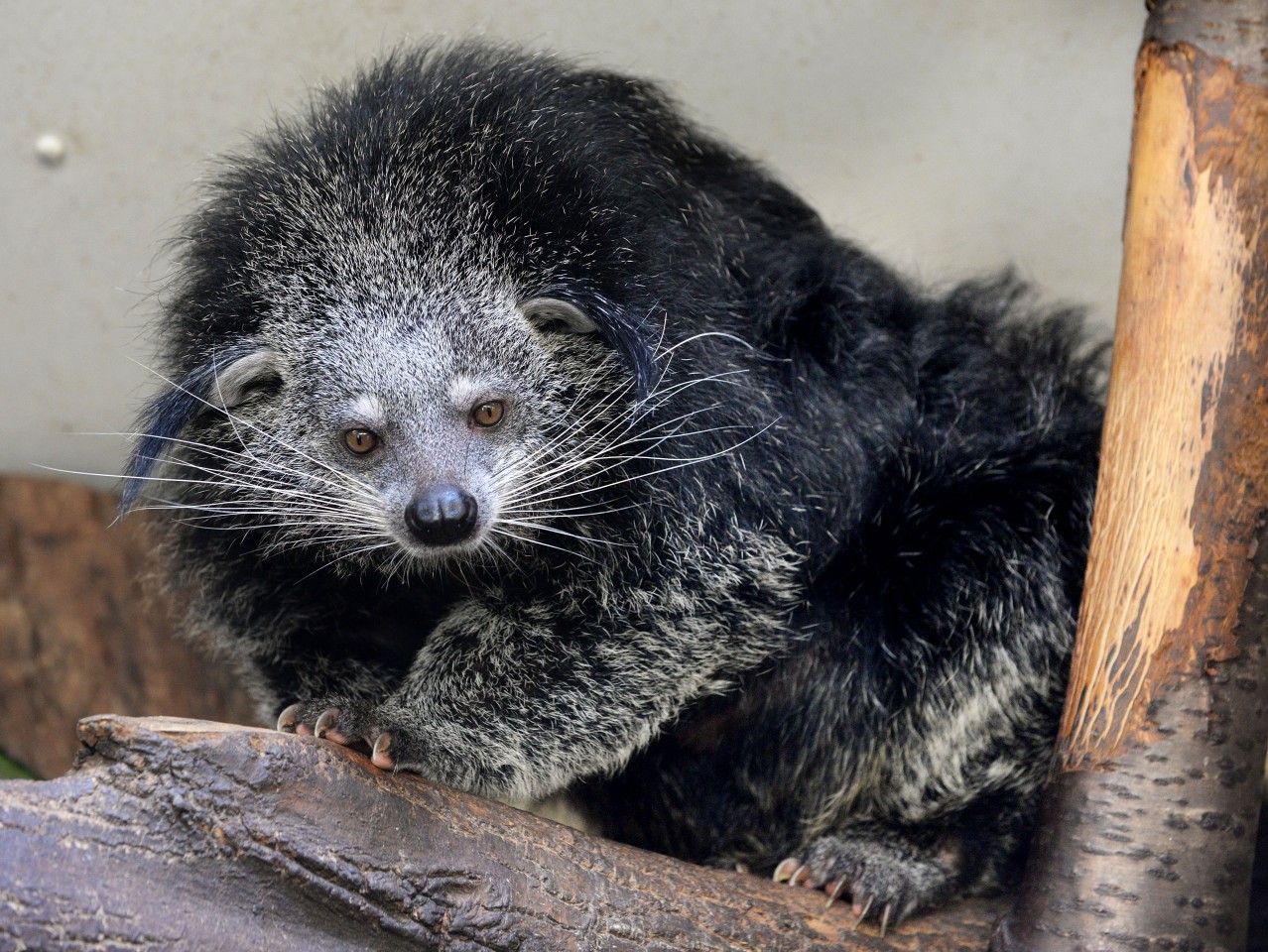 Der Zoo Duisburg baut ein neues Gehege für seine Binturongs. (Archivbild)