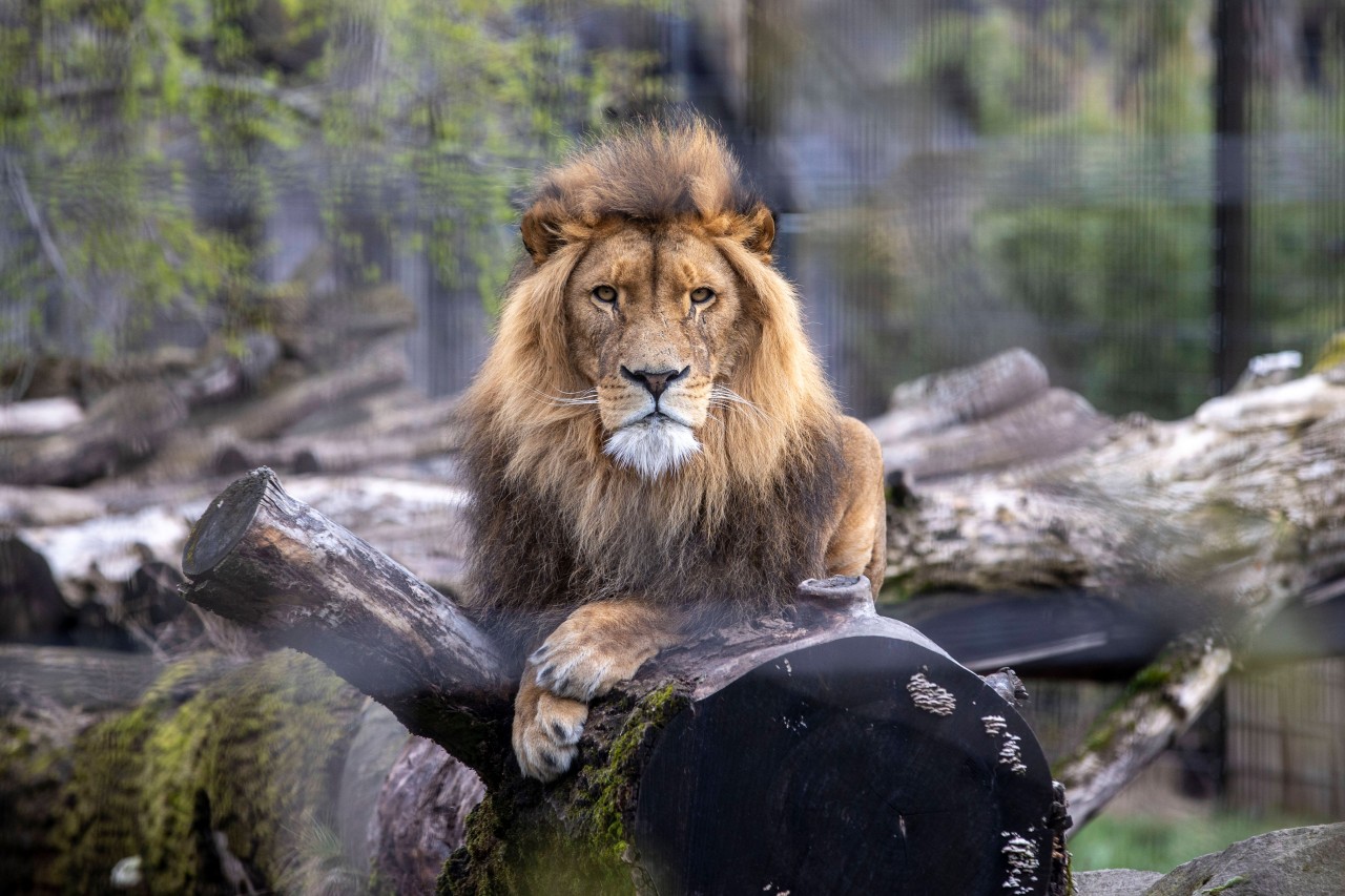 Der Zoo Duisburg profitiert von den Corona-Lockerungen. 