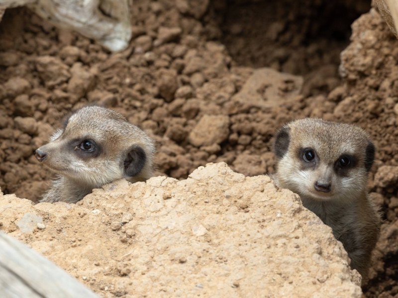 Zoo München: Tödliche Tragödie! Tierpfleger checkt morgens das Erdmännchen-Gehege – dann folgt der traurige Schock
