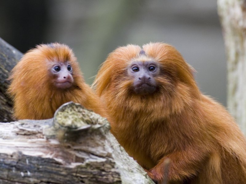 ZooKrefeldAffen.jpg