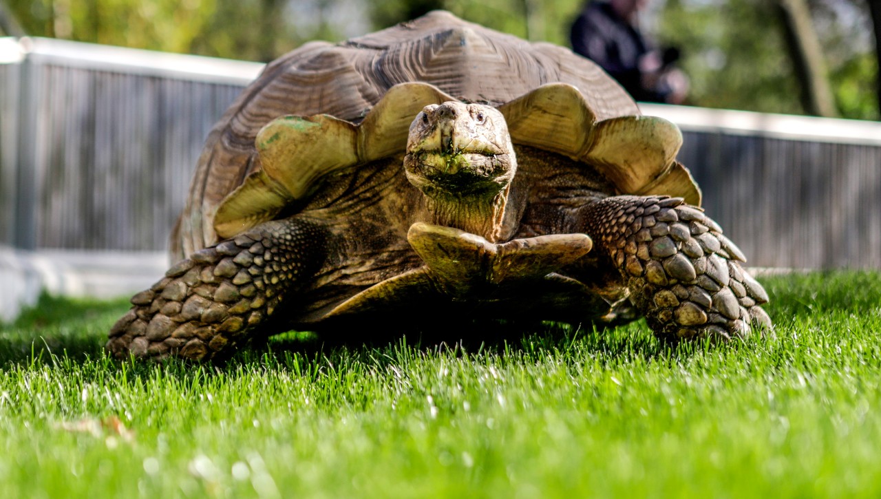 Im Zoom Gelsenkirchen geht es Schildkröte Helmuth wieder richtig gut. (Archivbild)