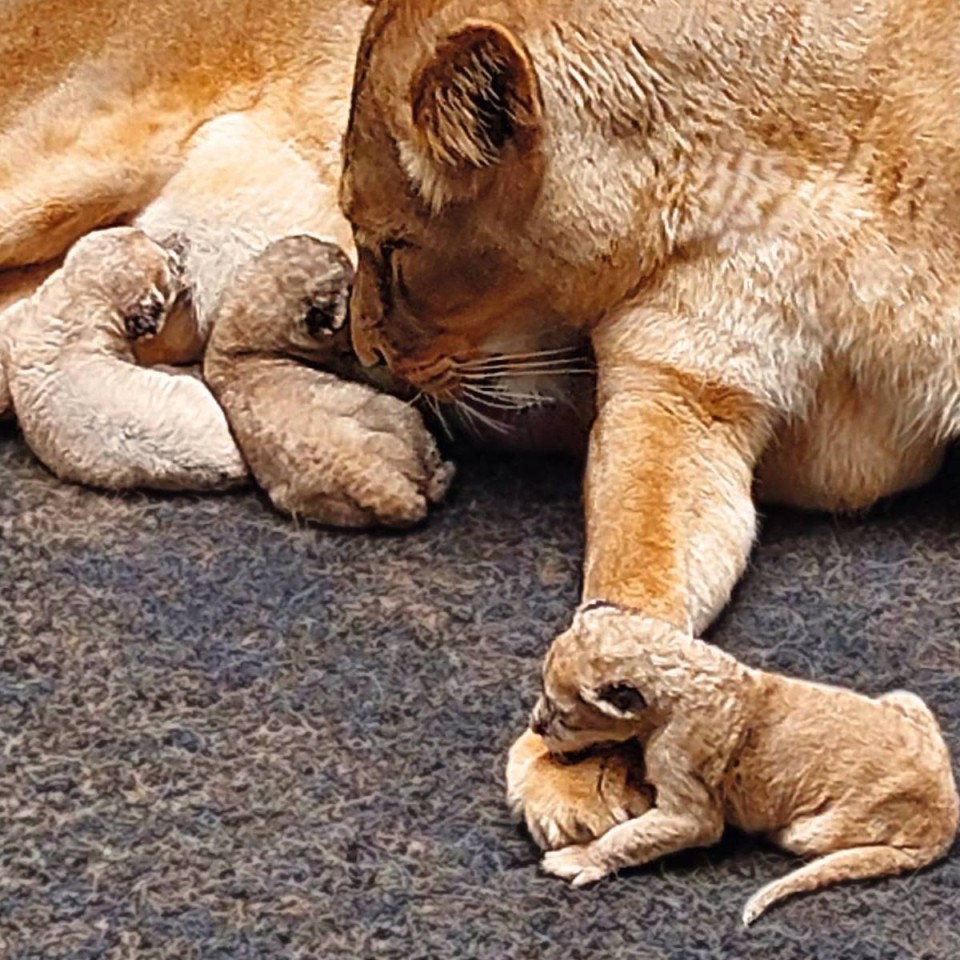 Im Zoom Gelsenkirchen hat Mama Fiona überraschend Nachwuchs bekommen. 