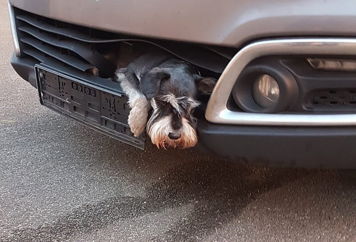 Zwergschnauzer Auto.jpg